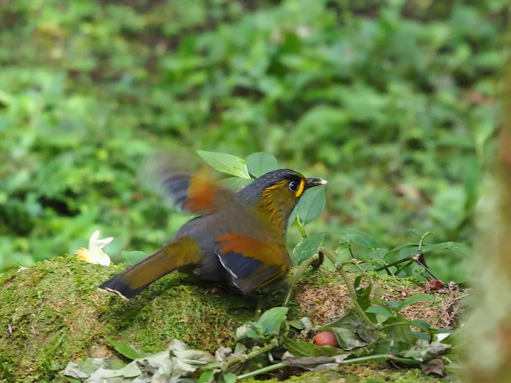 黄痣薮鹛(Liocichla steerii)
