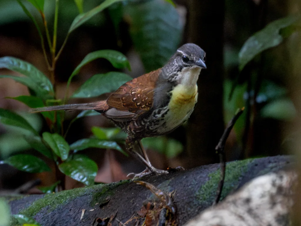 锈纹窜鸟(Liosceles thoracicus)