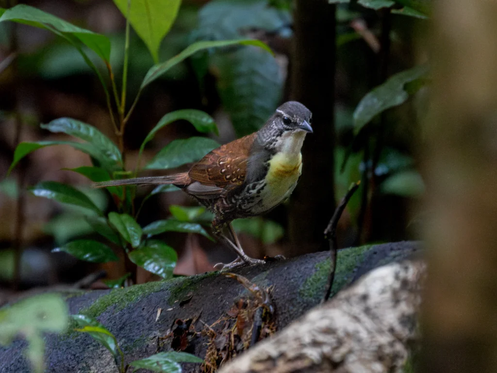锈纹窜鸟(Liosceles thoracicus)