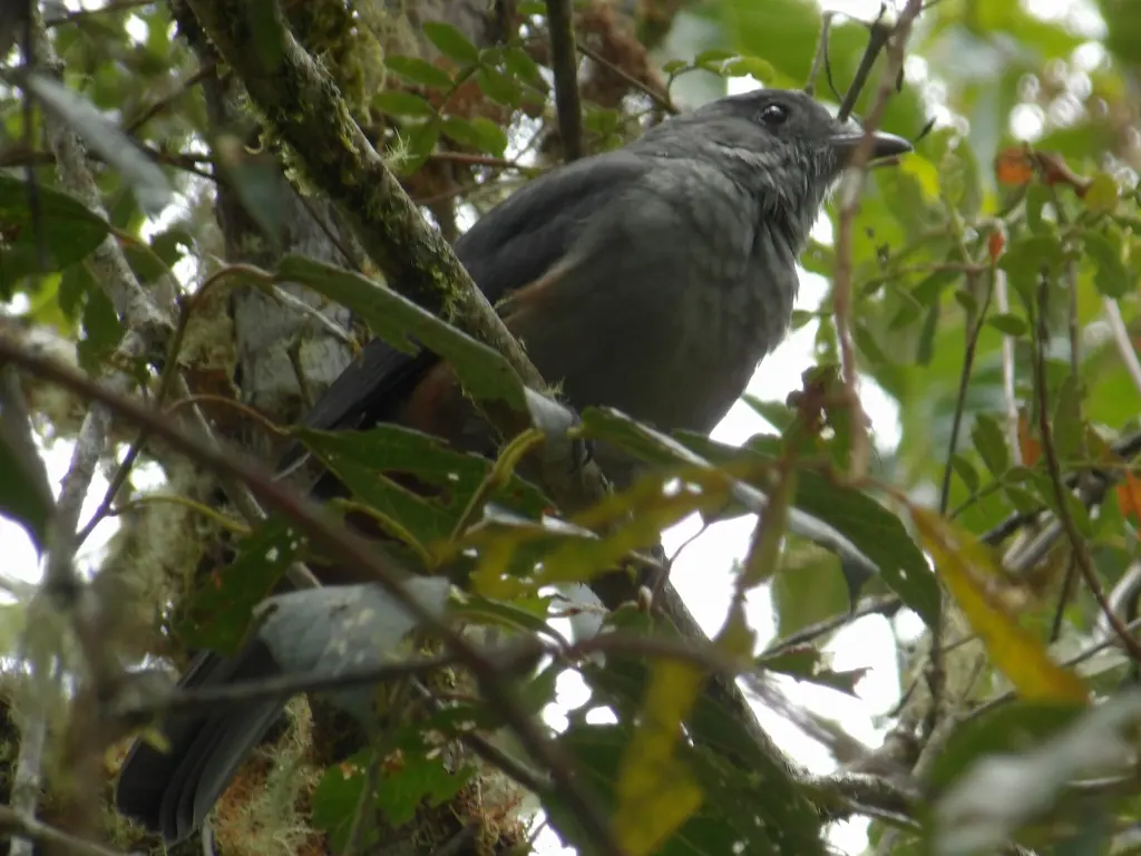 镰翅伞鸟(Lipaugus uropygialis)