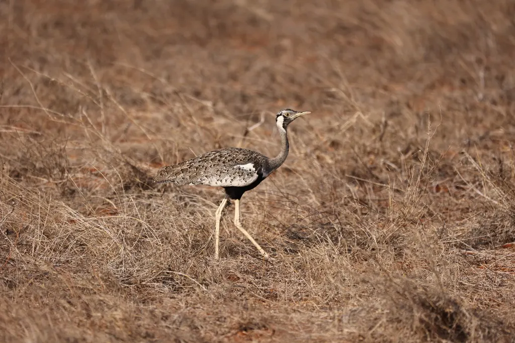 灰黑腹鸨（Lissotis hartlaubii）