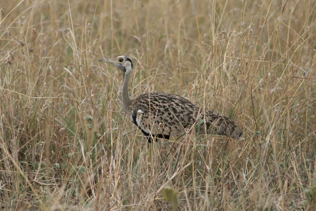 褐黑腹鸨(Lissotis melanogaster)