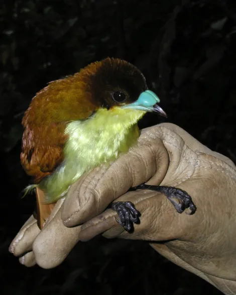 黄胸短嘴极乐鸟(Loboparadisea sericea)