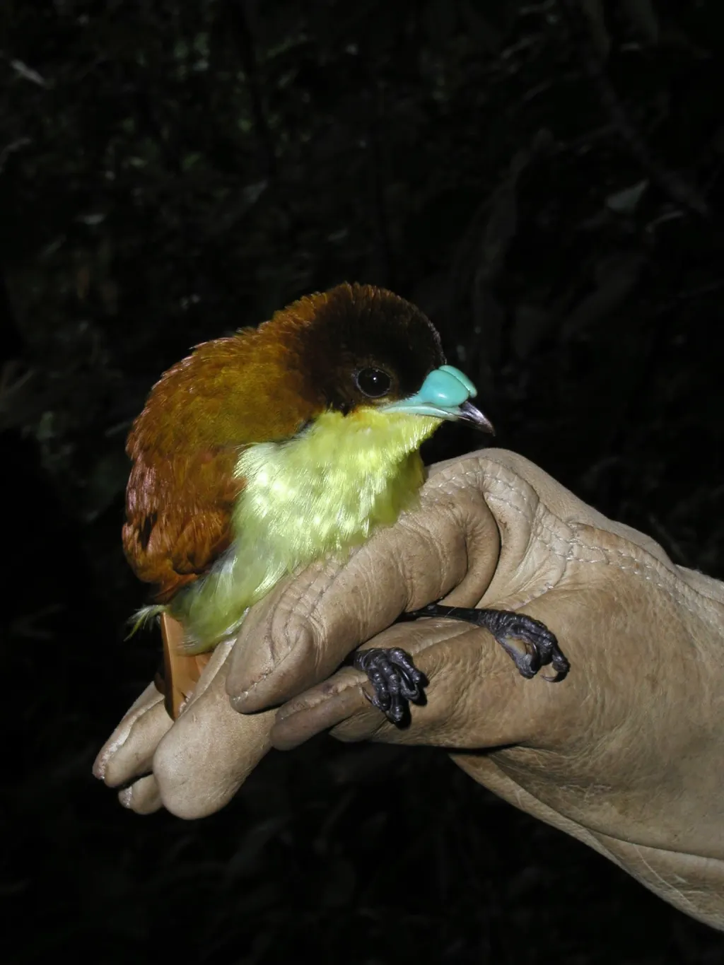黄胸短嘴极乐鸟(Loboparadisea sericea)