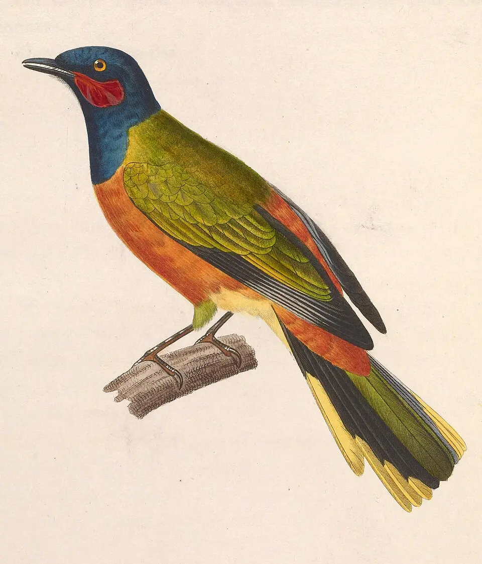 加纳鹃鵙（Lobotos lobatus）