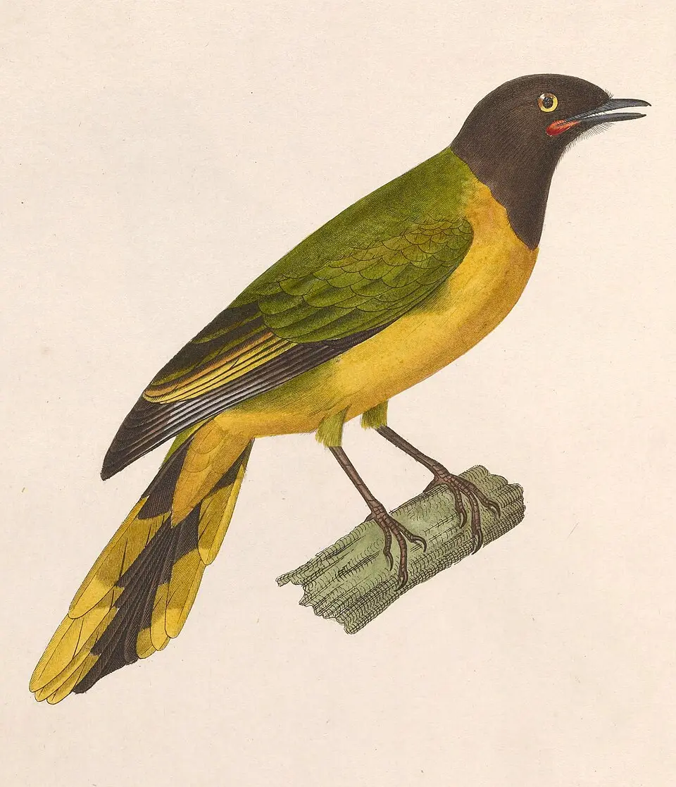 加纳鹃鵙（Lobotos lobatus）