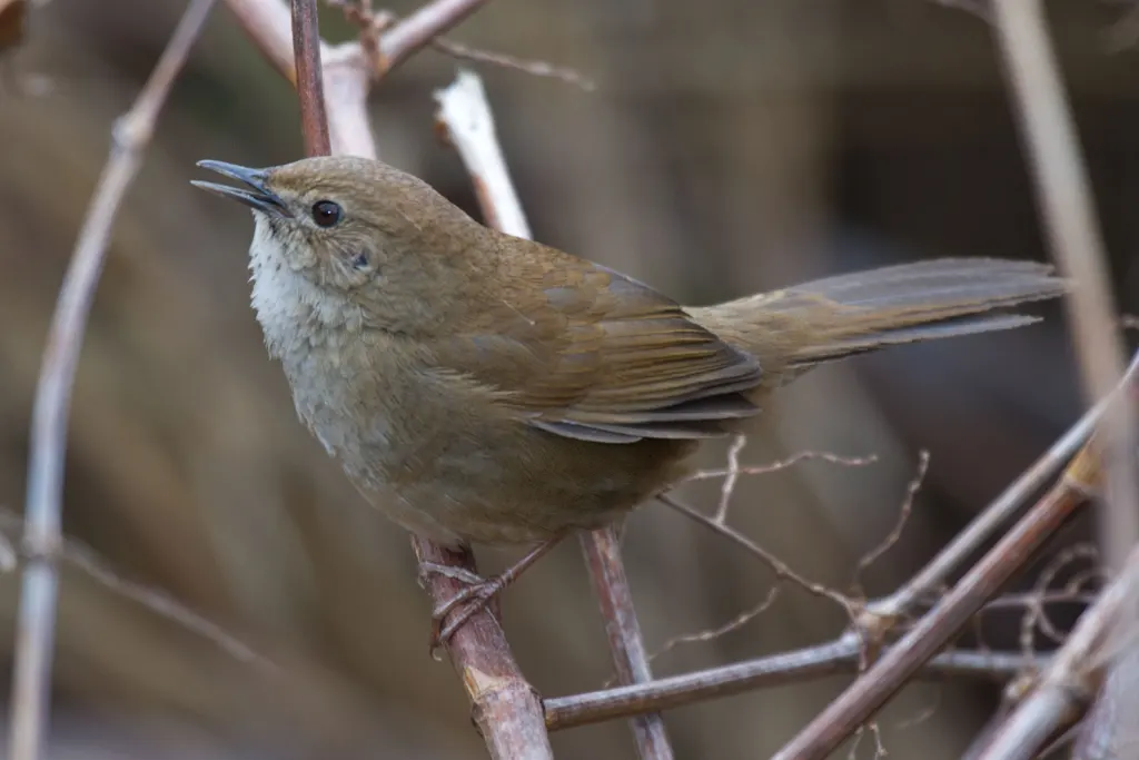 台湾短翅蝗莺(Locustella alishanensis)