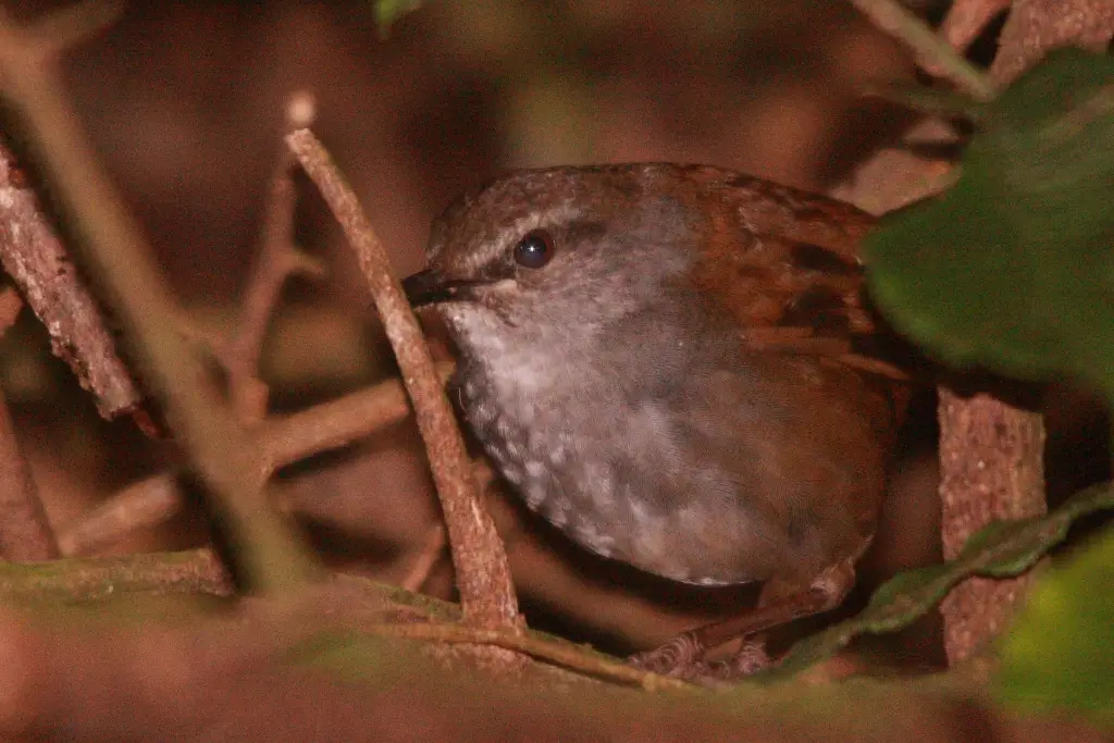 栗背短翅蝗莺(Locustella castanea)