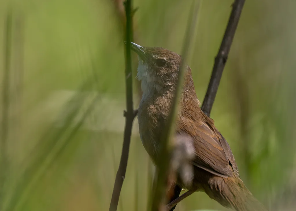 大叻短翅莺(Locustella idonea)