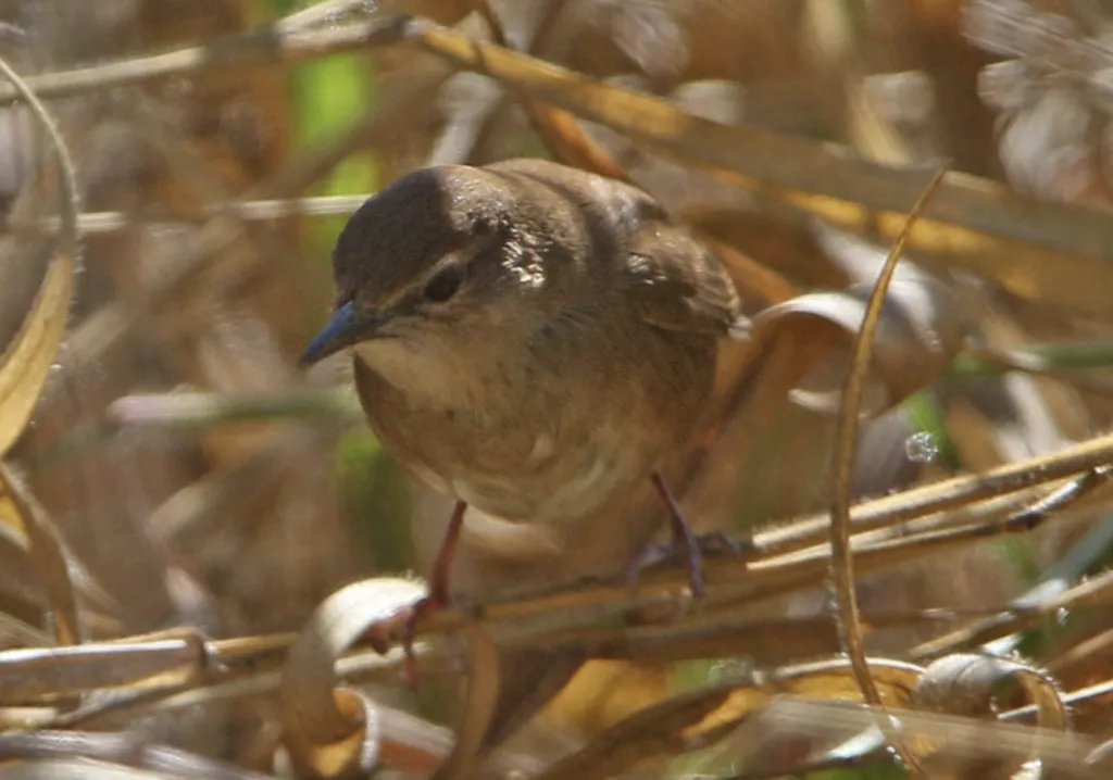 高山短翅蝗莺（Locustella mandelli）