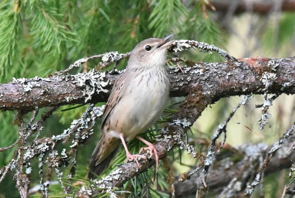 矛斑蝗莺(Locustella lanceolata)