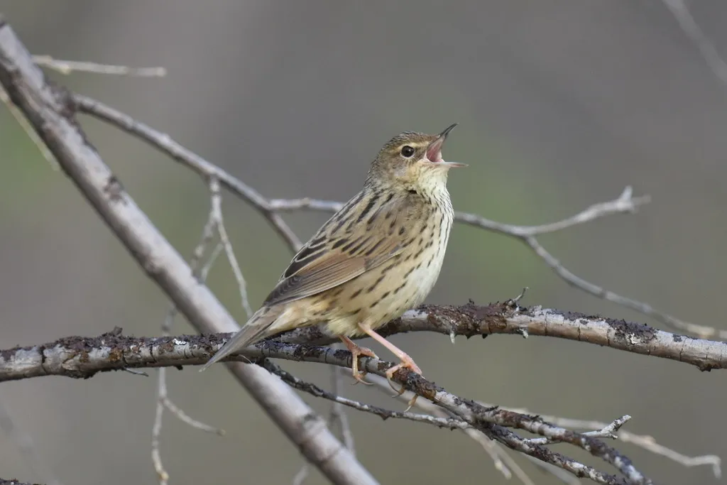 矛斑蝗莺(Locustella lanceolata)