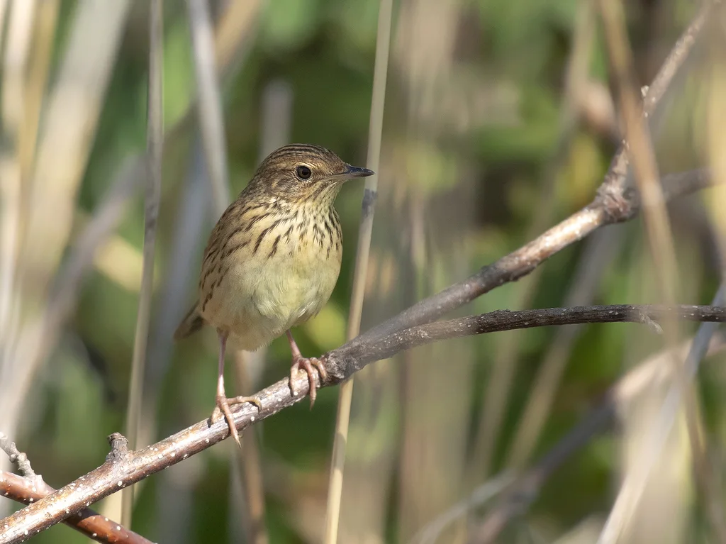 矛斑蝗莺(Locustella lanceolata)