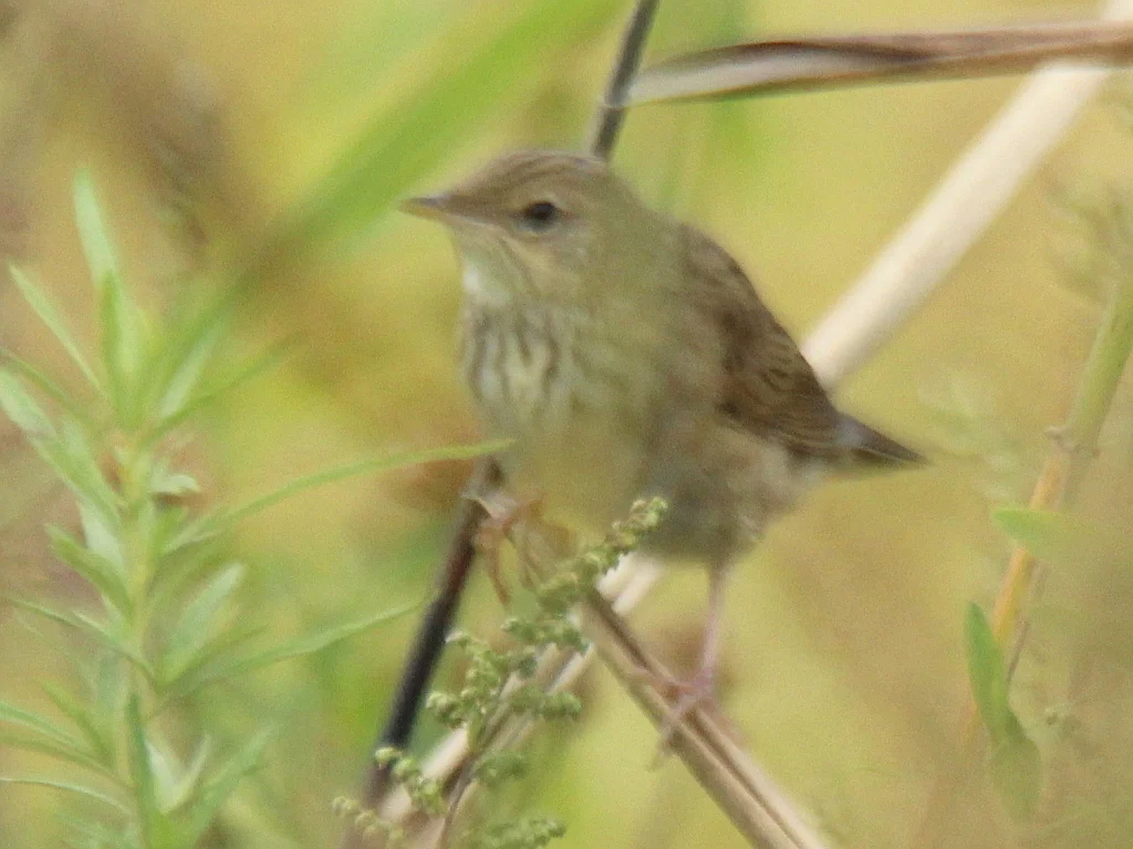矛斑蝗莺(Locustella lanceolata)