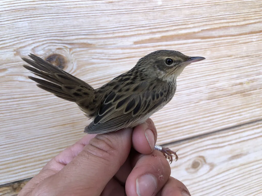 矛斑蝗莺(Locustella lanceolata)