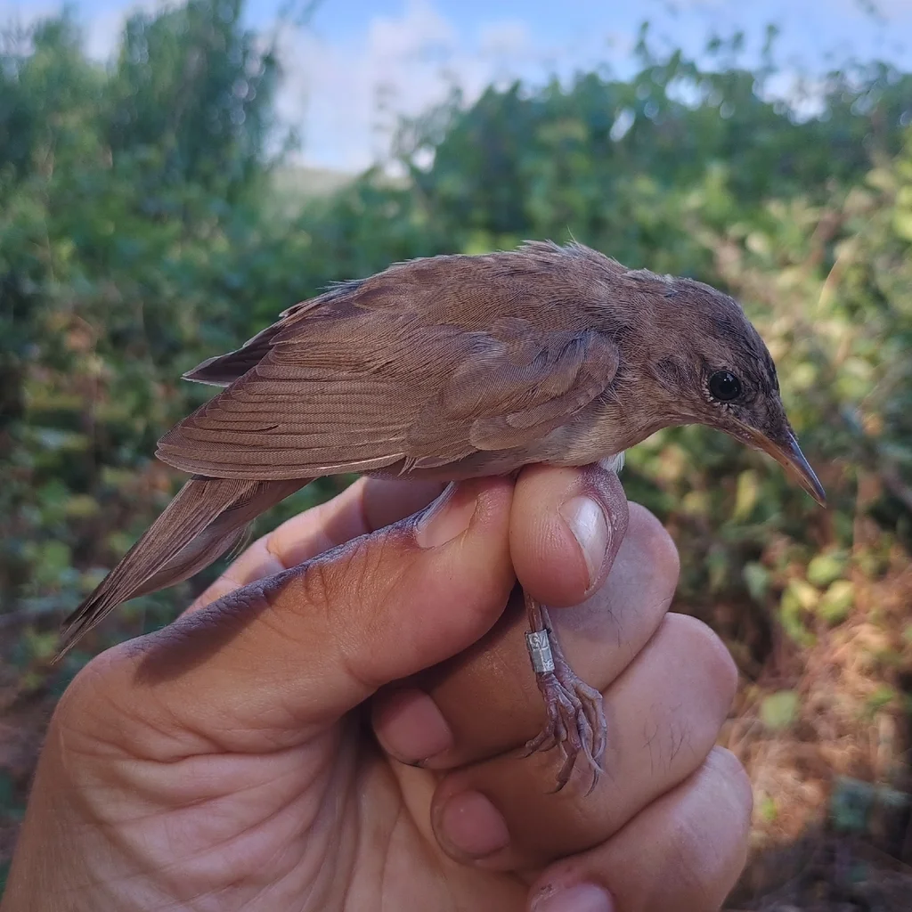 鸲蝗莺(Locustella luscinioides)