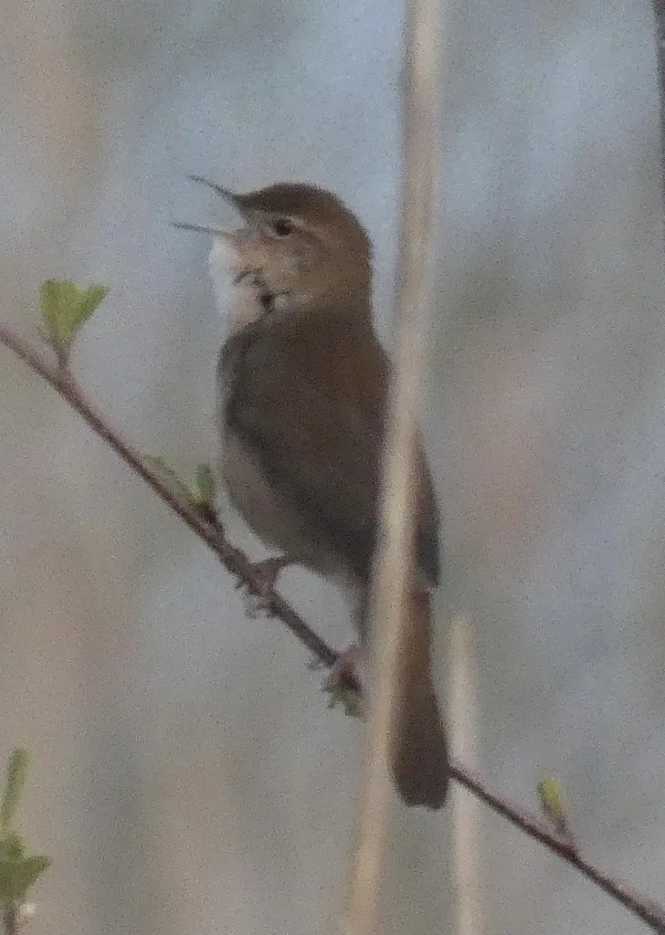 鸲蝗莺(Locustella luscinioides)