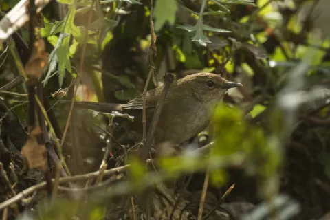 高山短翅蝗莺