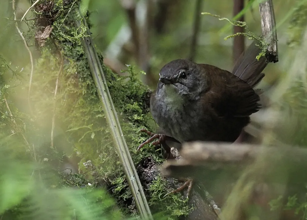 斯兰短翅莺(Locustella musculus)
