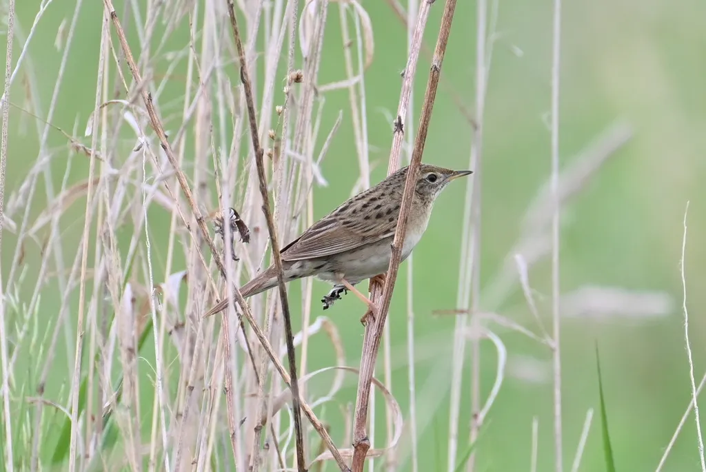 黑斑蝗莺(Locustella naevia)