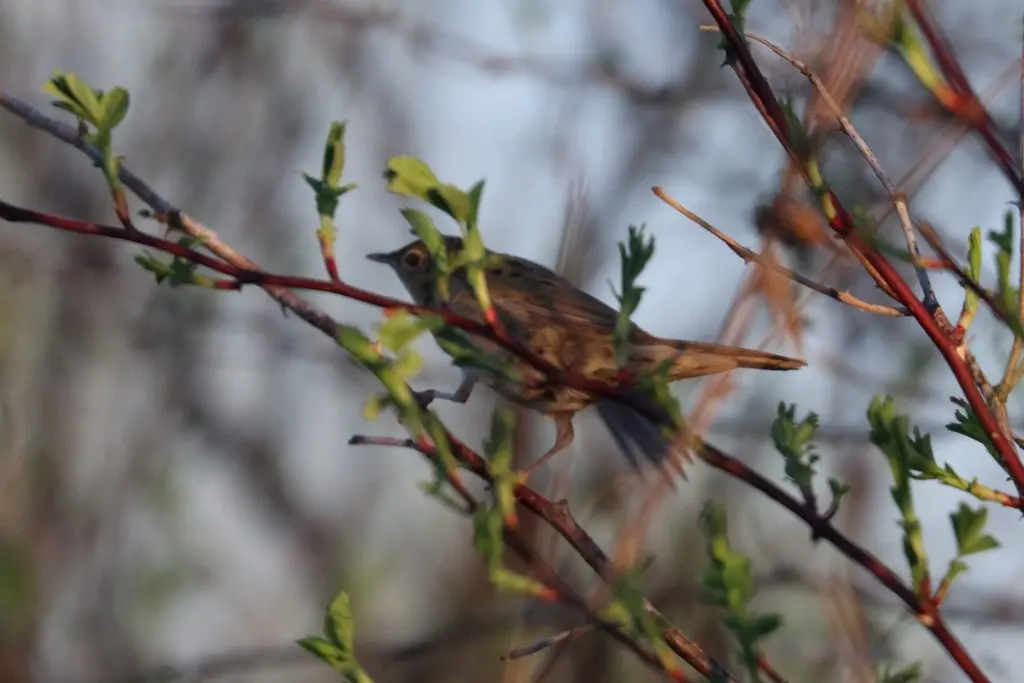 黑斑蝗莺(Locustella naevia)