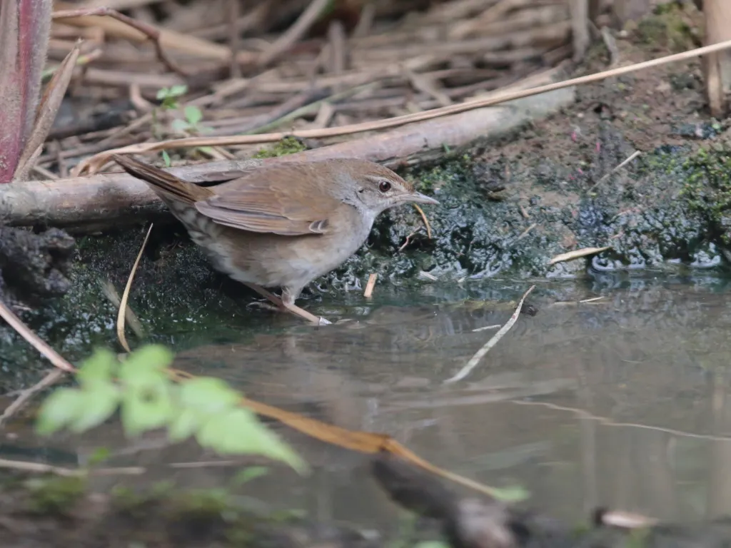 斑胸短翅蝗莺(Locustella thoracica)