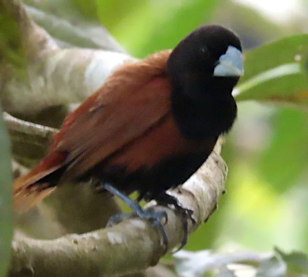 栗腹文鸟(Lonchura atricapilla)