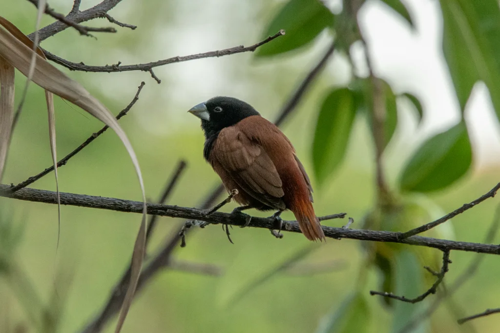 栗腹文鸟(Lonchura atricapilla)