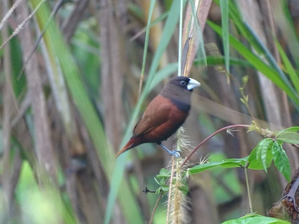 栗腹文鸟(Lonchura atricapilla)