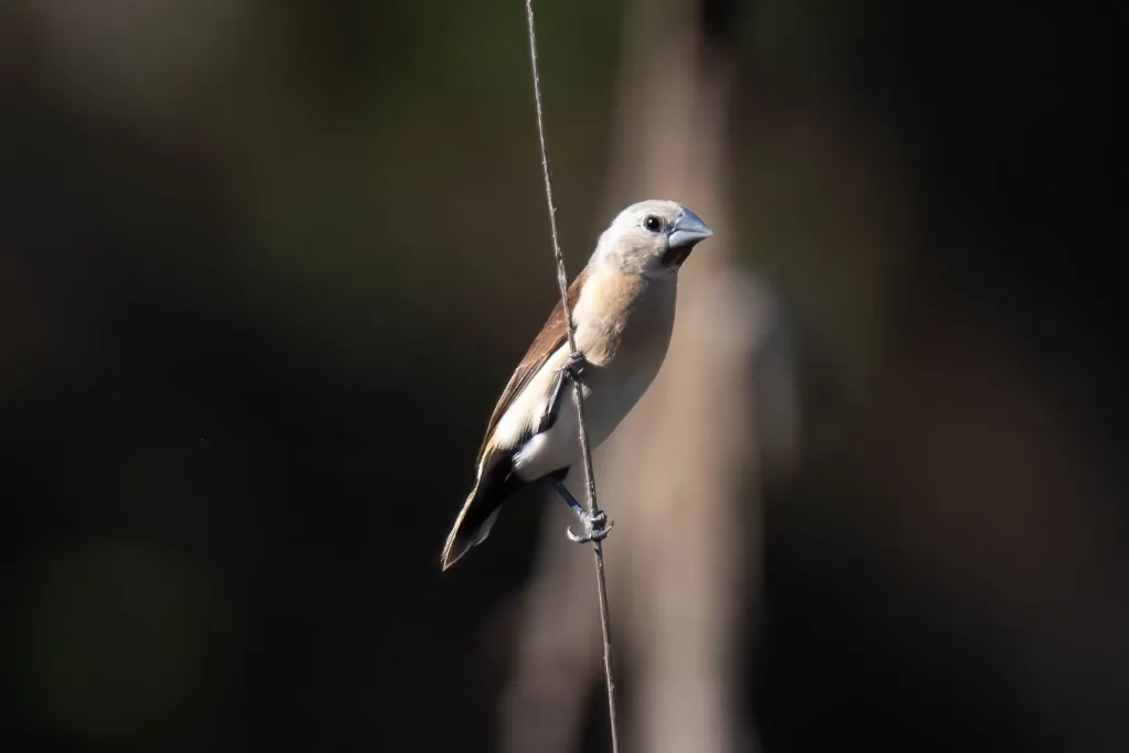 黄尾文鸟(Lonchura flaviprymna)