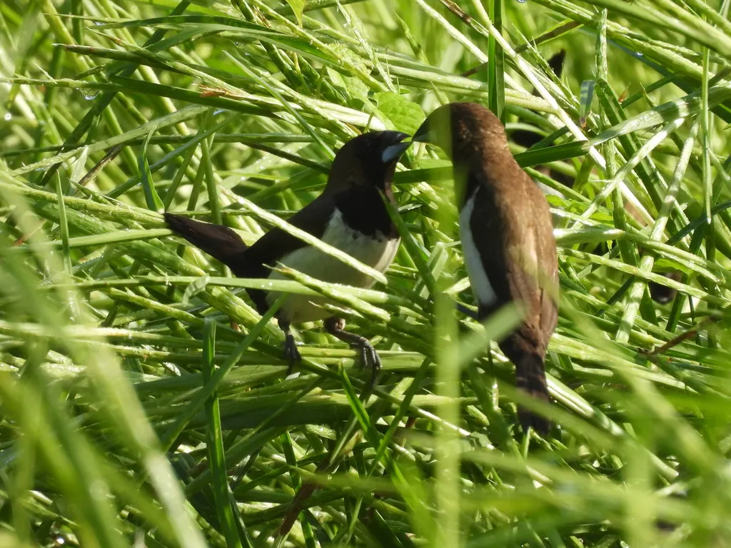 黑喉文鸟(Lonchura leucogastroides)