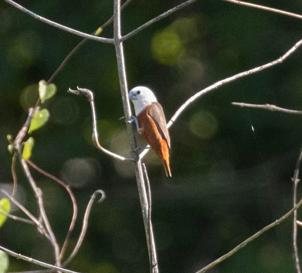 淡色文鸟(Lonchura pallida)