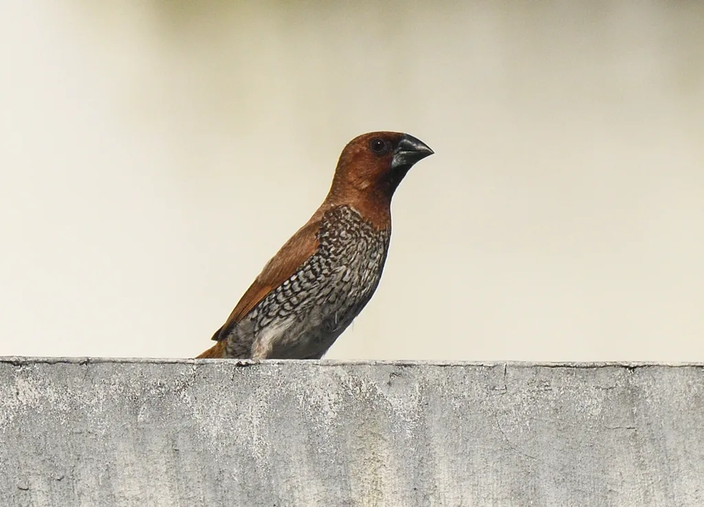 斑文鸟(Lonchura punctulata)