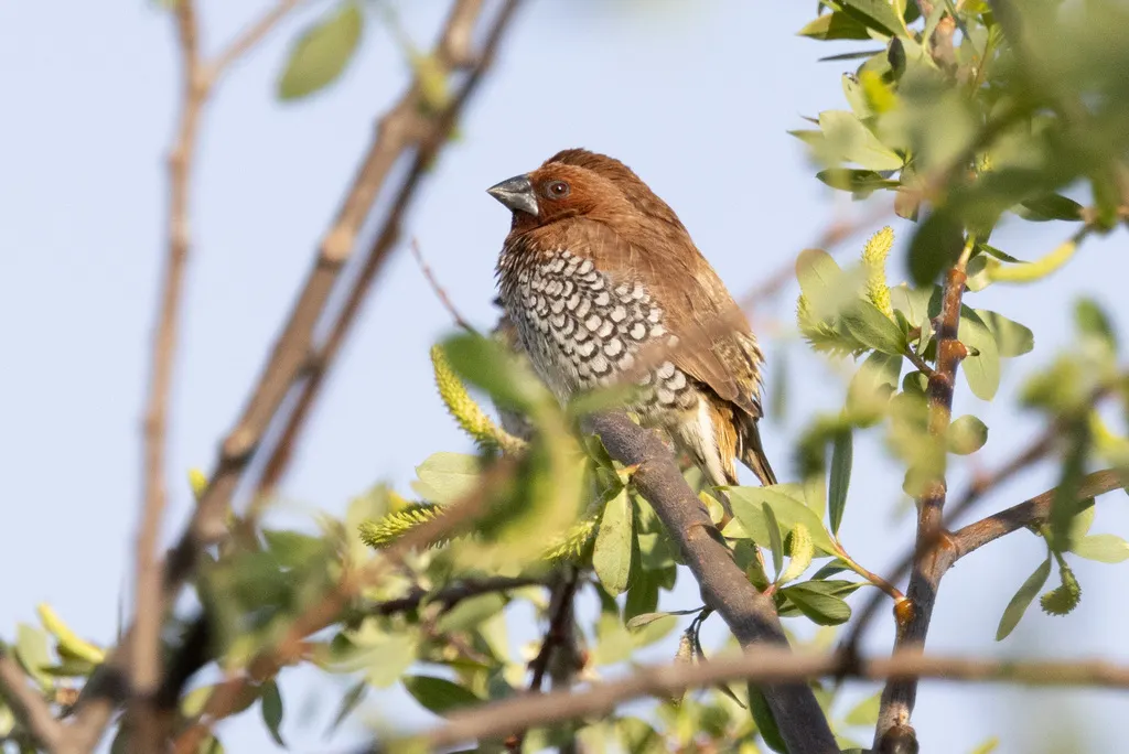 斑文鸟(Lonchura punctulata)