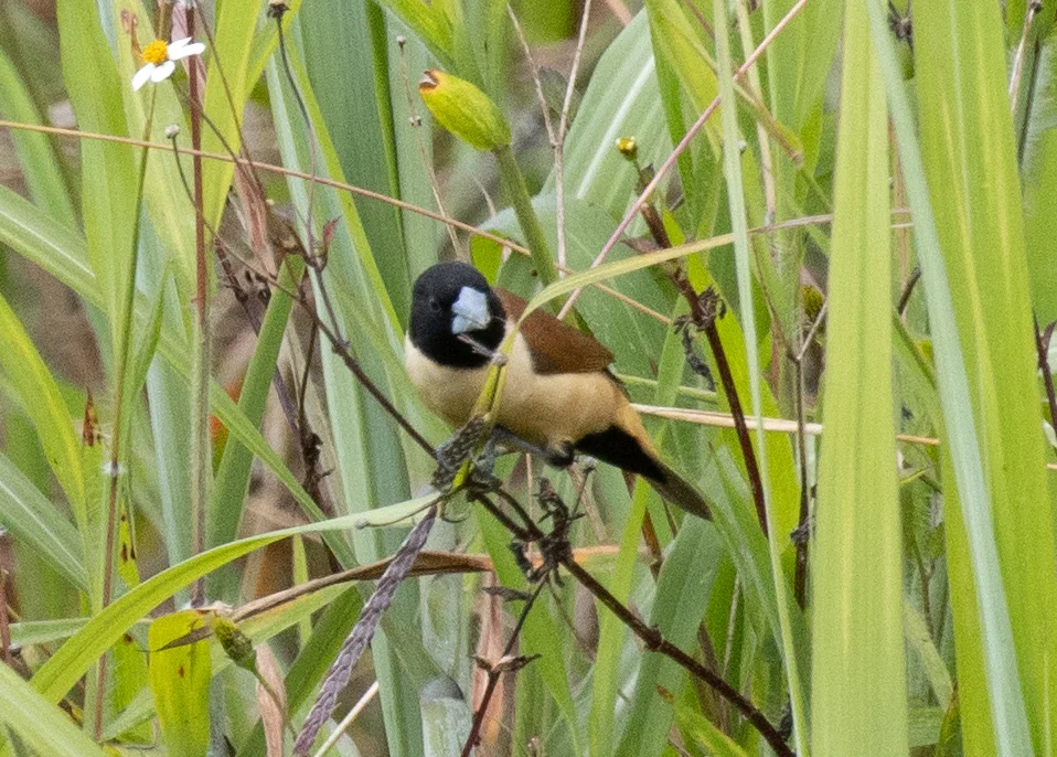 黑巾文鸟(Lonchura spectabilis)