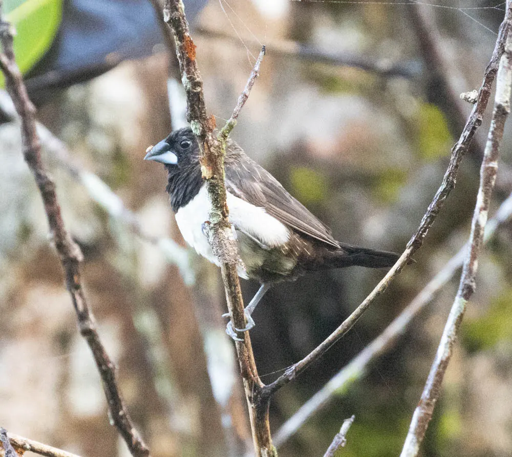 白腰文鸟(Lonchura striata)