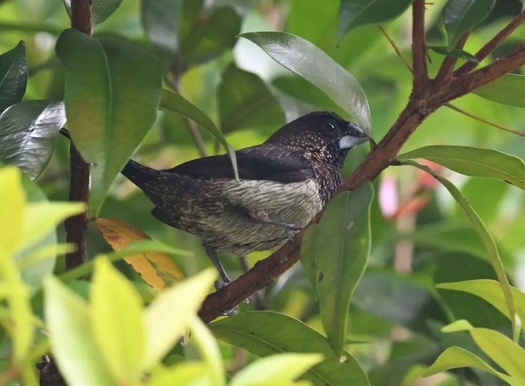 白腰文鸟(Lonchura striata)