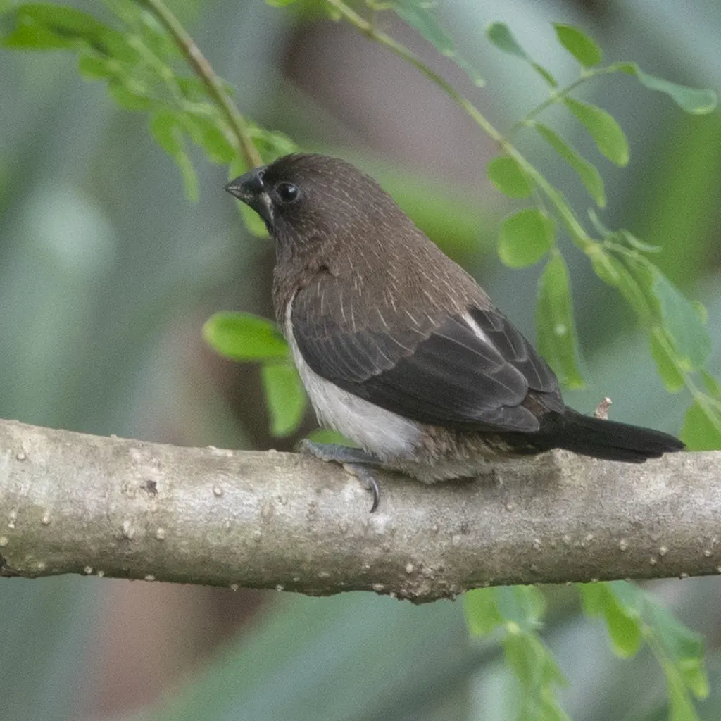 白腰文鸟(Lonchura striata)