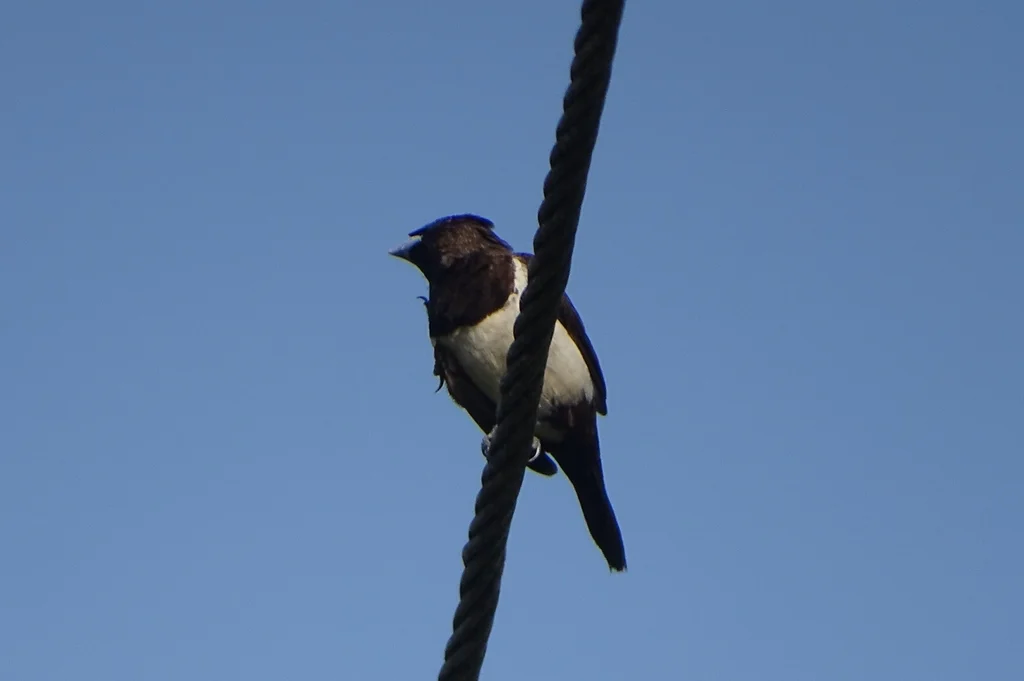 白腰文鸟(Lonchura striata)