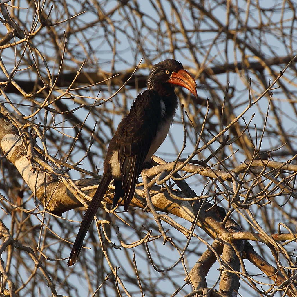 冕弯嘴犀鸟（Lophoceros alboterminatus）