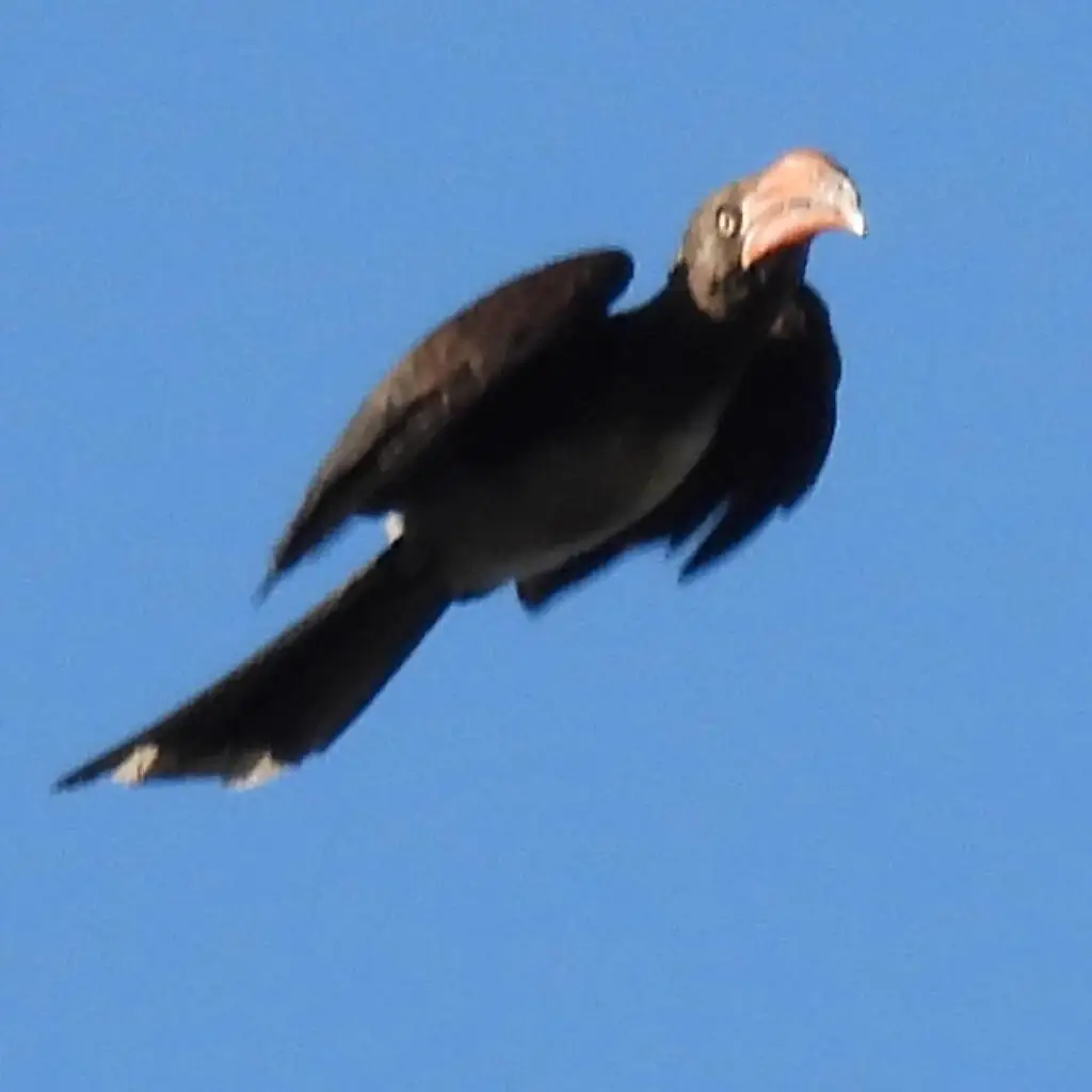 冕弯嘴犀鸟（Lophoceros alboterminatus）