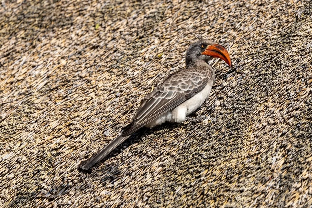 南非弯嘴犀鸟(Lophoceros bradfieldi)