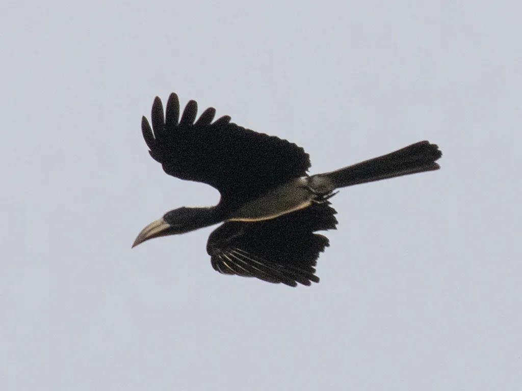 斑尾弯嘴犀鸟(Lophoceros fasciatus)
