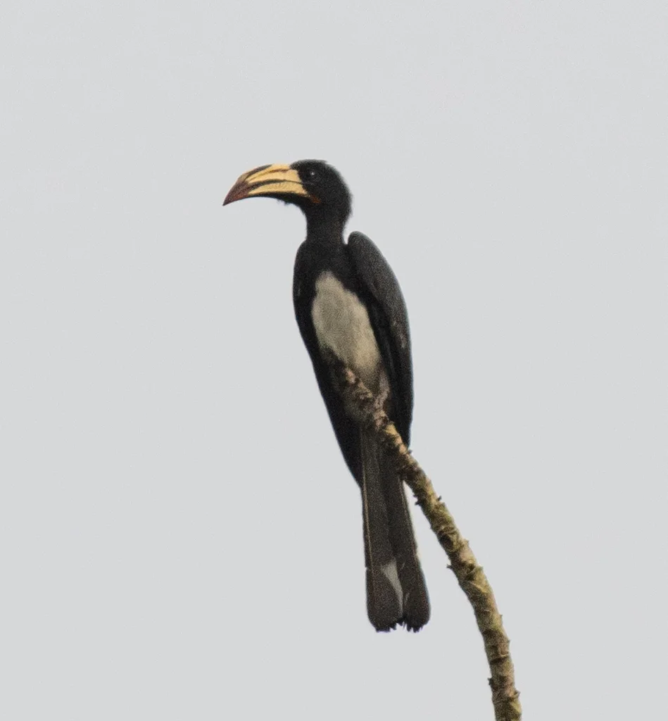 斑尾弯嘴犀鸟(Lophoceros fasciatus)