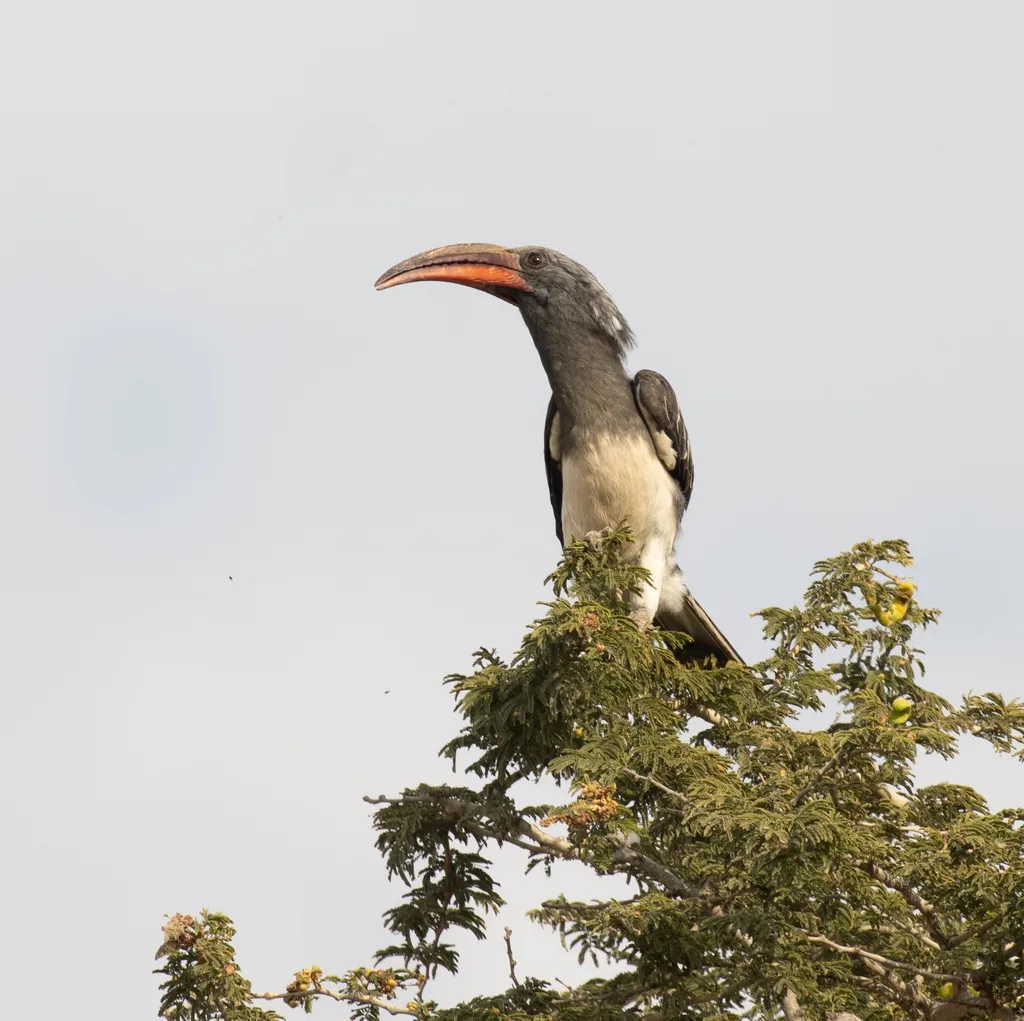 亨氏弯嘴犀鸟（Lophoceros hemprichii）