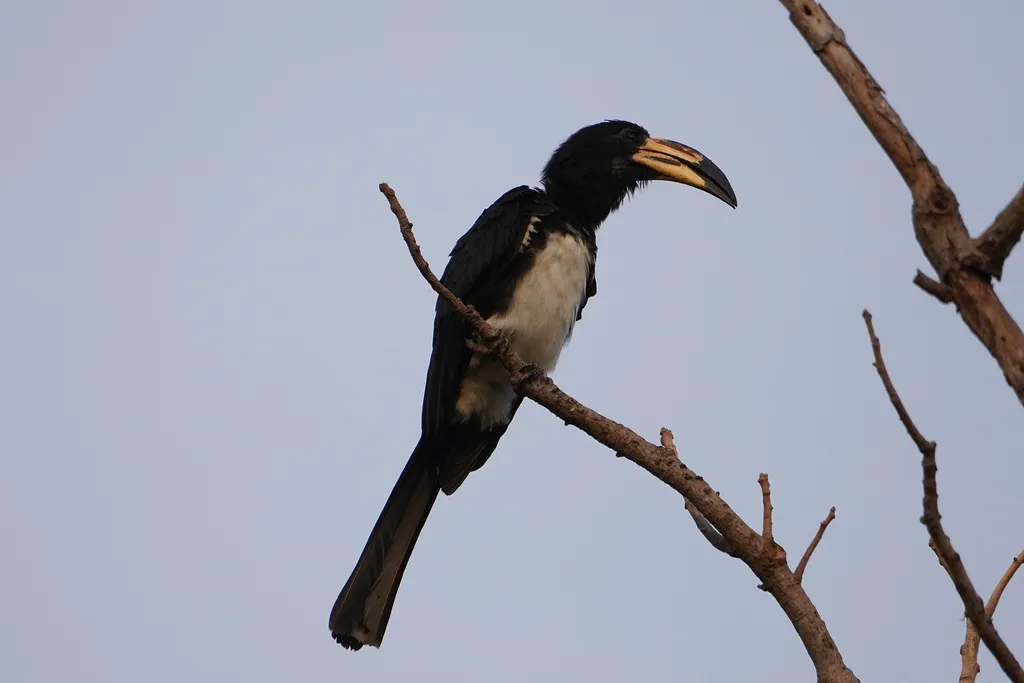 西斑尾弯嘴犀鸟（Lophoceros semifasciatus）