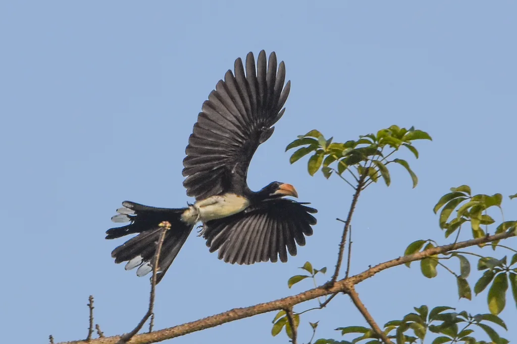 西斑尾弯嘴犀鸟（Lophoceros semifasciatus）