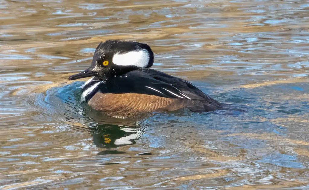 棕胁秋沙鸭（Lophodytes cucullatus）