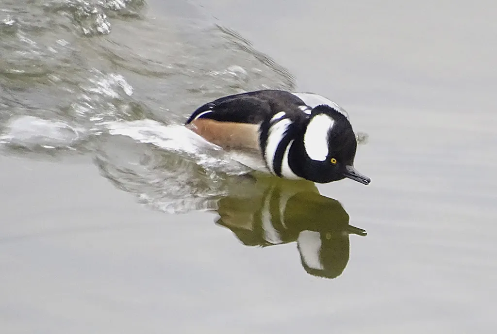 棕胁秋沙鸭（Lophodytes cucullatus）