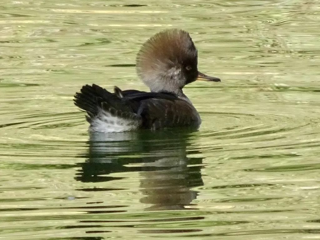 棕胁秋沙鸭（Lophodytes cucullatus）